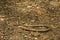 Slender Glass Lizard