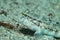 Slender goby fish