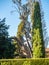 Slender green cypress next to a dried tree trunk in the garden at Villa D`Este in Tivoli, Italy