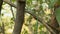 A slender green snake climbing a tree