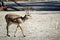 Slender-horned Gazelle walking in desert