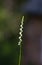 Slender Ladies` Tresses Orchid Spiranthes gracilis