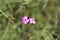 Slender-leaved Ð¡arthusian pink