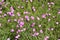 Slender-leaved Ð¡arthusian pink