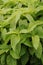 Slender leaves green light vertical background, ornamental plants