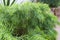 The Slender Leaves of a Mini Cog Narrow Leaved Bower Wattle Shrub