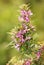 Slender Lespedeza flowers