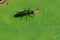 Slender Lizard Beetle - Acropteroxys gracilis