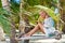 Slender lovely blonde posing on a tropical beach in the Dominican Republic. A girl in a bikini.