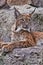Slender lynx with tassels on the ears and a proud look beautifully lies on the stone. Beautiful  wild cat lynx