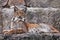 Slender lynx with tassels on the ears and a proud look beautifully lies on the stone. Beautiful  wild cat lynx