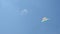 A slender man on the beach is flying a multi-colored kite. Active recreation on the banks of the river.