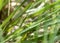 A Slender Meadow Katydid Conocephalus fasciatus with Very Long Antenna Perched on a Stalk