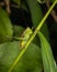 A slender meadow katydid peers from its perch on a green plant