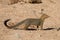 Slender mongoose forage and look for food at rocks