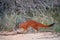 Slender Mongoose, Galerella sanguinea, much more richly coloured, reddish Kgalagadi mongoose in front of the thorny shrubs. Wild