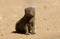 Slender Mongoose. Kruger National Park, South Africa