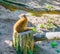 Slender mongoose sitting a tree stump and looking backward in closeup desert animal portrait