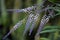 Slender palm lily in bloom on the green background