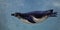 Slender penguin purposefully swims in blue water in the water column, as if flying