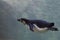 Slender penguin purposefully swims in blue water in the water column, as if flying