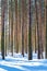 Slender pine trunks in the winter forest