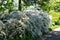 Slender Pride Of Rochester, Deutzia Gracilis Nikko, ornamental shrub with beautiful white flowers in the park.