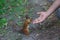 A slender red squirrel with a bushy gray tail stands on its hind legs and nibbles on a chestnut tree that it took from its hand