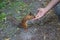A slender red squirrel stands on its hind legs and reaches for the hand with the nuts with its muzzle