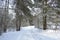 Slender rows of alleys of birch grove. Winter snow forest area. In the distance there is a coniferous