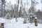 Slender rows of alleys of birch grove. Winter snow forest area. In the distance there is a coniferous