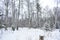 Slender rows of alleys of birch grove. Winter snow forest area. In the distance there is a coniferous