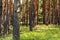 Slender rows of pines. Juicy green grass