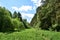 Slender rows of trees in an alley in a coniferous forest. Blue sky clouds. Green grass. Summer