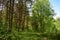 Slender rows of trees in an alley in a pine forest. Green grass. Spring