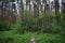 Slender rows of trees in an alley in a pine forest. Green grass. Spring