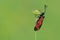 Slender Scotch burnet moth