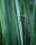 slender skimmer dragonfly on green leaf