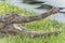 Slender-snouted crocodile Mecistops cataphractus