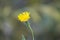 Slender sowthistle in bloom closeup view with blurred background