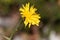 Slender sowthistle Sonchus tenerrimus