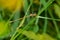 Slender Spreadwing Damselfly - Lestes rectangularis