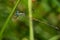 Slender Spreadwing - Lestes rectangularis