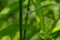 Slender Spreadwing - Lestes rectangularis