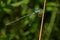 Slender Spreadwing - Lestes rectangularis