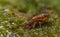 Slender springtail, Orchesella flavescens on wood, close up focus stacked macro photo