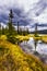 Slender spruce is reflected in the water