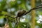 Slender squirrel, Sundasciurus tenuis, on a tree