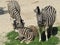 Slender striped black and white zebra walking in the zoo in Erfurt.