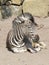 Slender striped black and white zebra walking in the zoo in Erfurt.